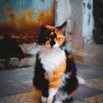 Les 6 quartiers incontournables à visiter à Tunis. 10 Chat tunisie