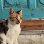 Les 6 quartiers incontournables à visiter à Tunis. 22