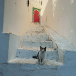 Les 6 quartiers incontournables à visiter à Tunis. 32